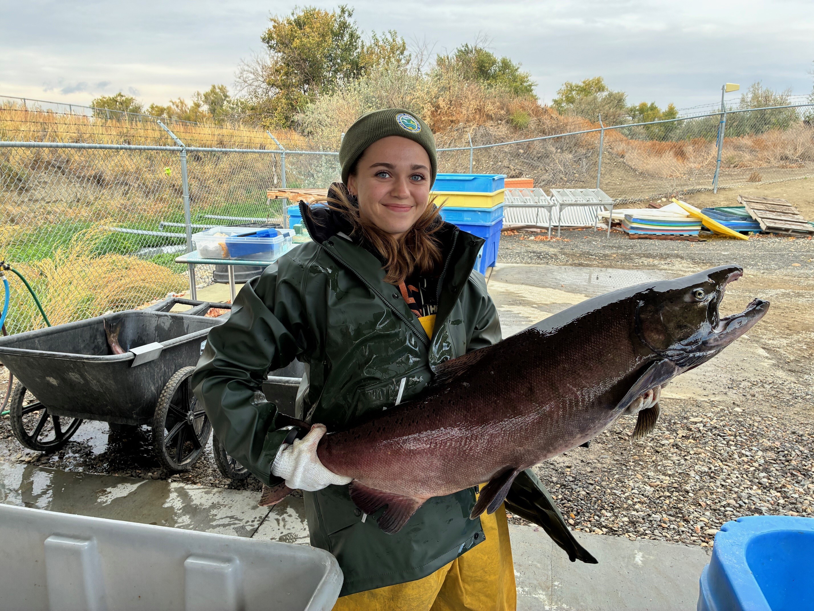 A WDFW staff member holding a hatchery Chinook salmon.